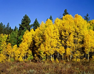 Images Dated 11th June 2010: USA, Colorado, Rocky Mountain National Park, Aspens in Fall yellow