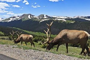 Images Dated 23rd July 2011: USA, Colorado, Rocky Mountain National Park, bull elk (Cervus elaphus canadensis)