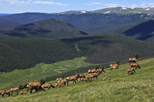 Images Dated 23rd July 2011: USA, Colorado, Rocky Mountain National Park, a herd of Elk (Cervus elaphus canadensis)