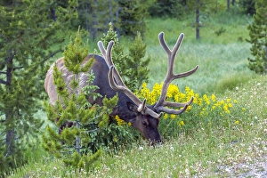 Images Dated 23rd June 2015: USA, Colorado, Rocky Mountain National Park