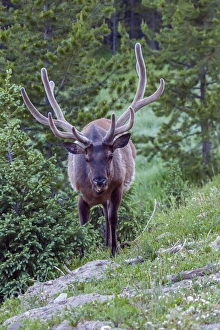 Images Dated 23rd June 2015: USA, Colorado, Rocky Mountain National Park