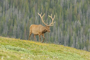 Images Dated 18th July 2015: USA, Colorado, Rocky Mountain National Park. Bull elk in velvet walking. Credit as