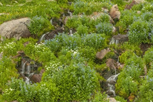 Images Dated 18th July 2016: USA, Colorado, Rocky Mountain National Park