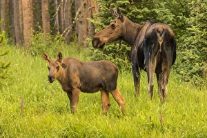 USA, Colorado, Rocky Mountain National Park