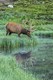 Images Dated 21st July 2016: USA, Colorado, Rocky Mountain National Park. Bull elk reflects in Poudre Lake. Credit as