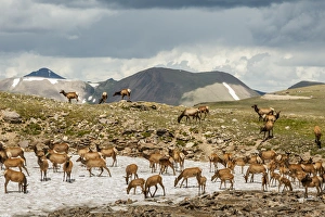 Images Dated 20th July 2016: USA, Colorado, Rocky Mountain National Park. Elk herd cooling off on snow field. Credit as