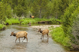 Images Dated 20th July 2016: USA, Colorado, Rocky Mountain National Park. Elks crossing the Colorado River. Credit as