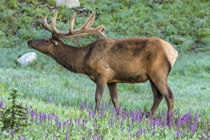 USA, Colorado, Rocky Mountain National Park. Bull elk and little elephants head flowers