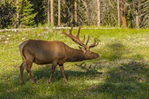 Images Dated 22nd June 2015: USA, Colorado, Rocky Mountain National Park
