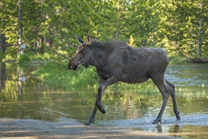 Images Dated 23rd June 2015: USA, Colorado, Rocky Mountain National Park. Male moose crossing Colorado River. Credit as