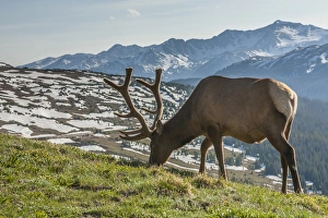 Images Dated 21st June 2015: USA, Colorado, Rocky Mountain National Park