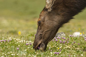 Images Dated 18th July 2015: USA, Colorado, Rocky Mountain National Park