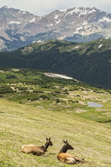 Images Dated 18th July 2015: USA, Colorado, Rocky Mountain National Park. Elk cows and mountain landscape. Credit as