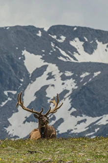 Images Dated 18th July 2015: USA, Colorado, Rocky Mountain National Park. Bull elk in velvet resting. Credit as