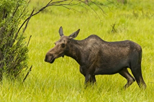 Images Dated 18th July 2015: USA, Colorado, Rocky Mountain National Park, moose cow stands in grass. Credit as