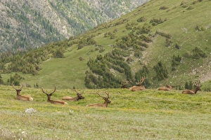 Images Dated 18th July 2015: USA, Colorado, Rocky Mountain National Park. Bull elk in velvet resting. Credit as