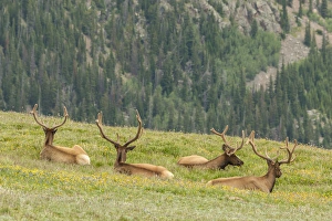 Images Dated 18th July 2015: USA, Colorado, Rocky Mountain National Park. Bull elk in velvet resting. Credit as