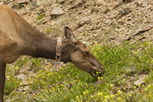 Images Dated 18th July 2015: USA, Colorado, Rocky Mountain National Park. Elk cow with collar eating flowers. Credit as
