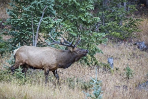 Images Dated 30th September 2016: USA, Colorado, Rocky Mountain National Park