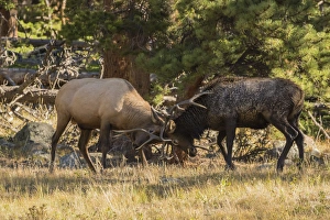 USA, Colorado, Rocky Mountain National Park