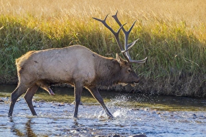 Images Dated 29th September 2016: USA, Colorado, Rocky Mountain National Park. Close-up of male elk in stream. Credit as