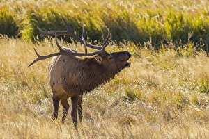 Images Dated 29th September 2016: USA, Colorado, Rocky Mountain National Park