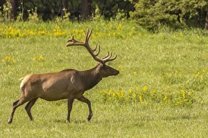 Images Dated 23rd December 2019: USA, Colorado, Rocky Mountain National Park. Bull elk in field