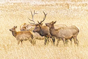 Images Dated 13th November 2021: USA, Colorado, Rocky Mountain National Park