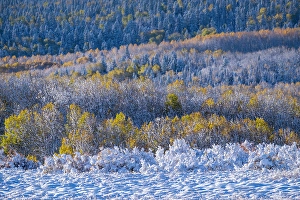 Brush Prints: USA, Colorado, Rocky Mountain National Park, late fall