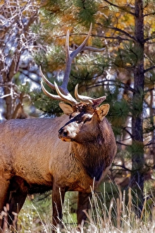 Images Dated 20th June 2024: USA, Colorado, Rocky Mountain National Park