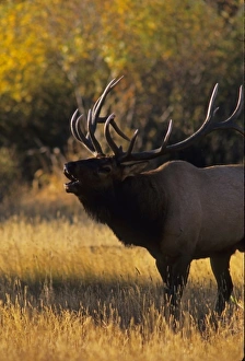 Images Dated 21st May 2010: USA, Colorado, Rocky Mountain National Park. Bull elk bugling