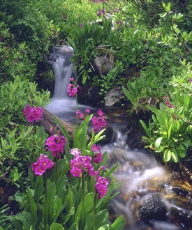 USA, Colorado, Rocky Mountains, Wildflowers along a flowing stream in an alpine meadow