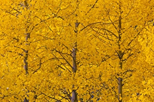 Images Dated 25th September 2011: USA, Colorado, Rocky Mountains, Castle Valley. Aspen trees in autumn yellow color
