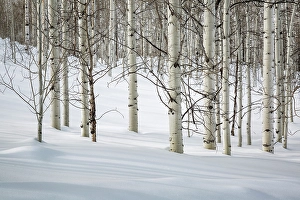 Images Dated 2025: USA, Colorado, Routt County. Steamboat Springs, Bare aspen trees in winter