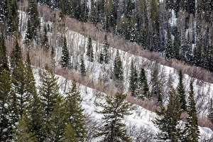 Images Dated 2025: USA, Colorado, Routt County. Steamboat Springs, Ridges of aspen trees and conifers