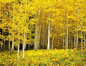 Populous Prints: USA, Colorado, Routt NF, Quaking Aspen Grove (Populus tremuloides)