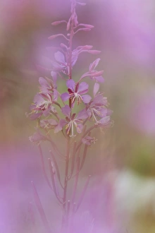 Images Dated 29th July 2007: USA, Colorado, San Isabel National Forest. Impressionistic view of fireweed