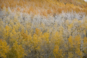 Images Dated 30th September 2014: USA, Colorado, San Juan Mountains. Aspen trees after snowstorm