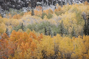 Images Dated 29th September 2014: USA, Colorado, San Juan Mountains. Aspen trees after snowstorm