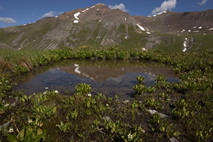 Images Dated 23rd July 2015: USA, Colorado, San Juan Mountains. Pond lined with marsh marigold flowers. Credit as