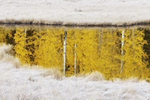 Images Dated 15th October 2011: USA, Colorado, San Juan Mountains. Autumn sunrise reflection of aspen trees in pond