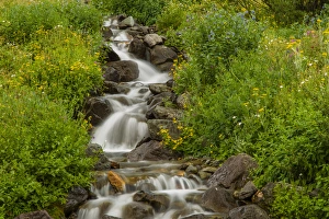 Images Dated 23rd July 2013: USA, Colorado, San Juan Mountains. Wildflowers next to stream