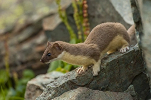 Images Dated 25th July 2013: USA, Colorado, San Juan Mountains. Short-tailed weasel in summer fur