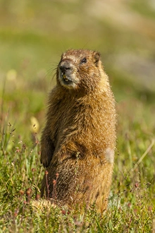 USA, Colorado, San Juan Mountains. Close-up of yellow-bellied marmot standing in grass