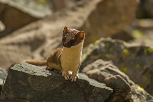 USA, Colorado, San Juan Mountains. Short-tailed weasel in summer fur