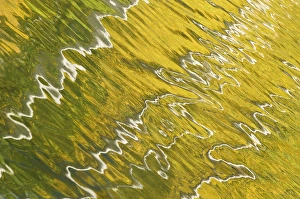 Images Dated 27th September 2011: USA, Colorado, San Juan Mountains. Reflection in Woods Lake