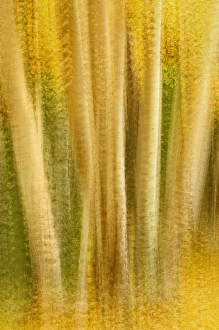 Images Dated 1st October 2011: USA, Colorado, San Juan Mountains. Aspen tree abstract