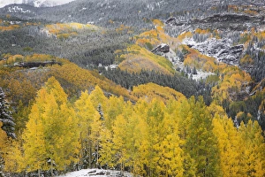 Images Dated 29th September 2014: USA, Colorado, San Juan Mountains. Autumn snowfall on forest