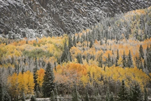 Images Dated 29th September 2014: USA, Colorado, San Juan Mountains. Autumn snowfall on forest