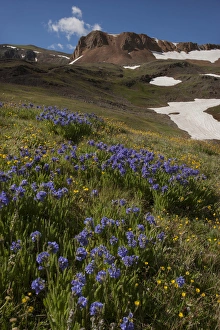 Images Dated 23rd July 2015: USA, Colorado, San Juan Mountains. Wildflowers on Cinnamon Pass